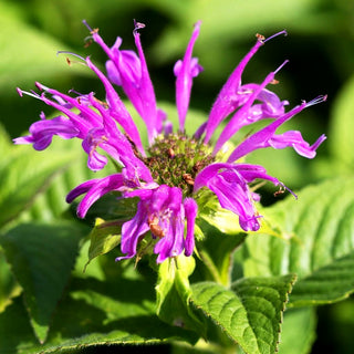 Indianernessel 'Prärienacht' (Monarda fistulosa)
