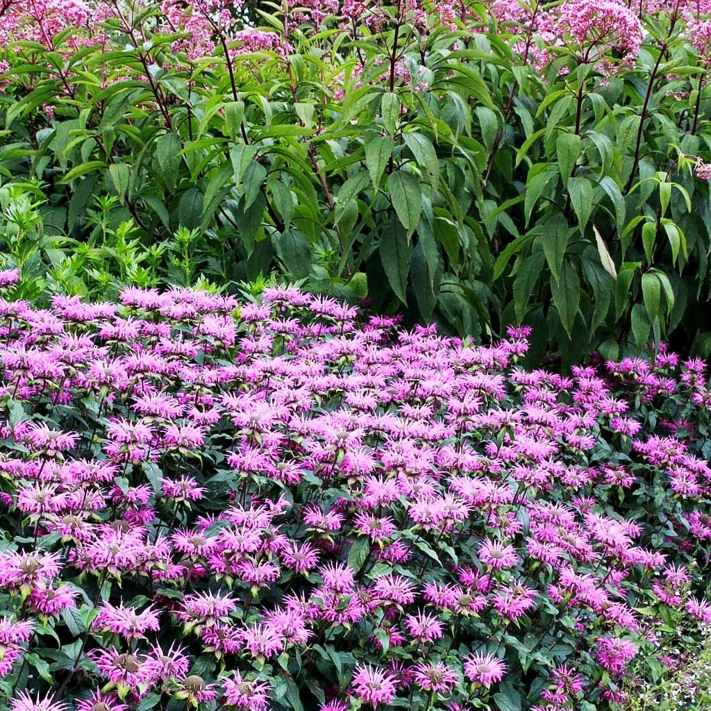 Indianernessel 'Prärienacht' (Monarda fistulosa)