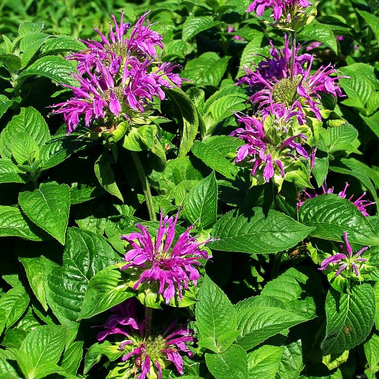Indianernessel 'Prärienacht' (Monarda fistulosa)
