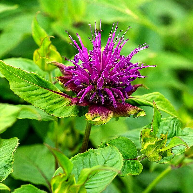 Indianernessel 'Prärienacht' (Monarda fistulosa)