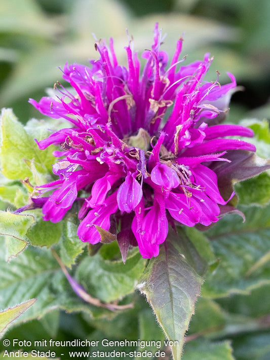 Indianernessel 'Purple Lace' (Monarda didyma)
