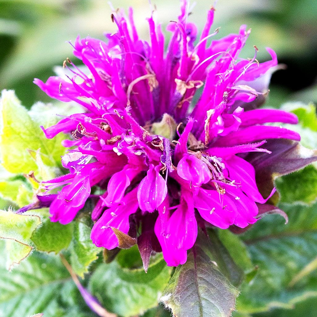 Indianernessel 'Purple Lace' (Monarda didyma)
