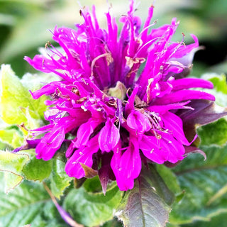 Indianernessel 'Purple Lace' (Monarda didyma)
