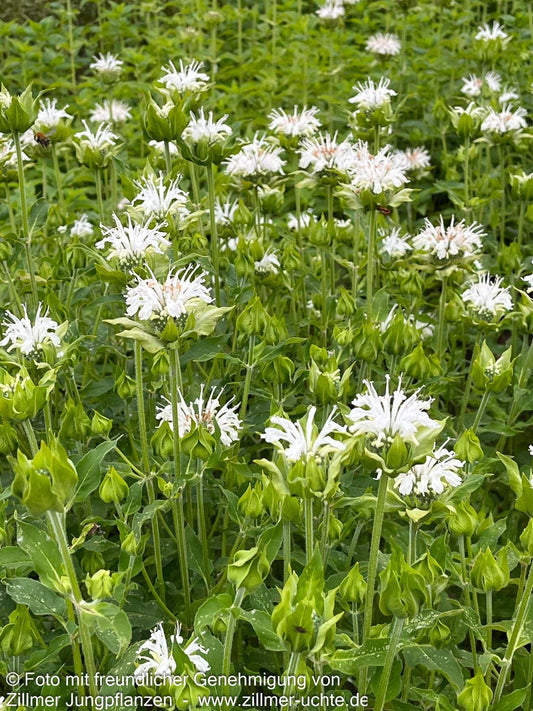 Indianernessel 'Schneewittchen' (Monarda fistulosa)