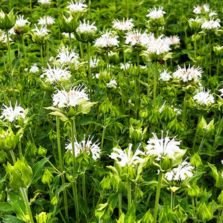 Indianernessel 'Schneewittchen' (Monarda fistulosa)