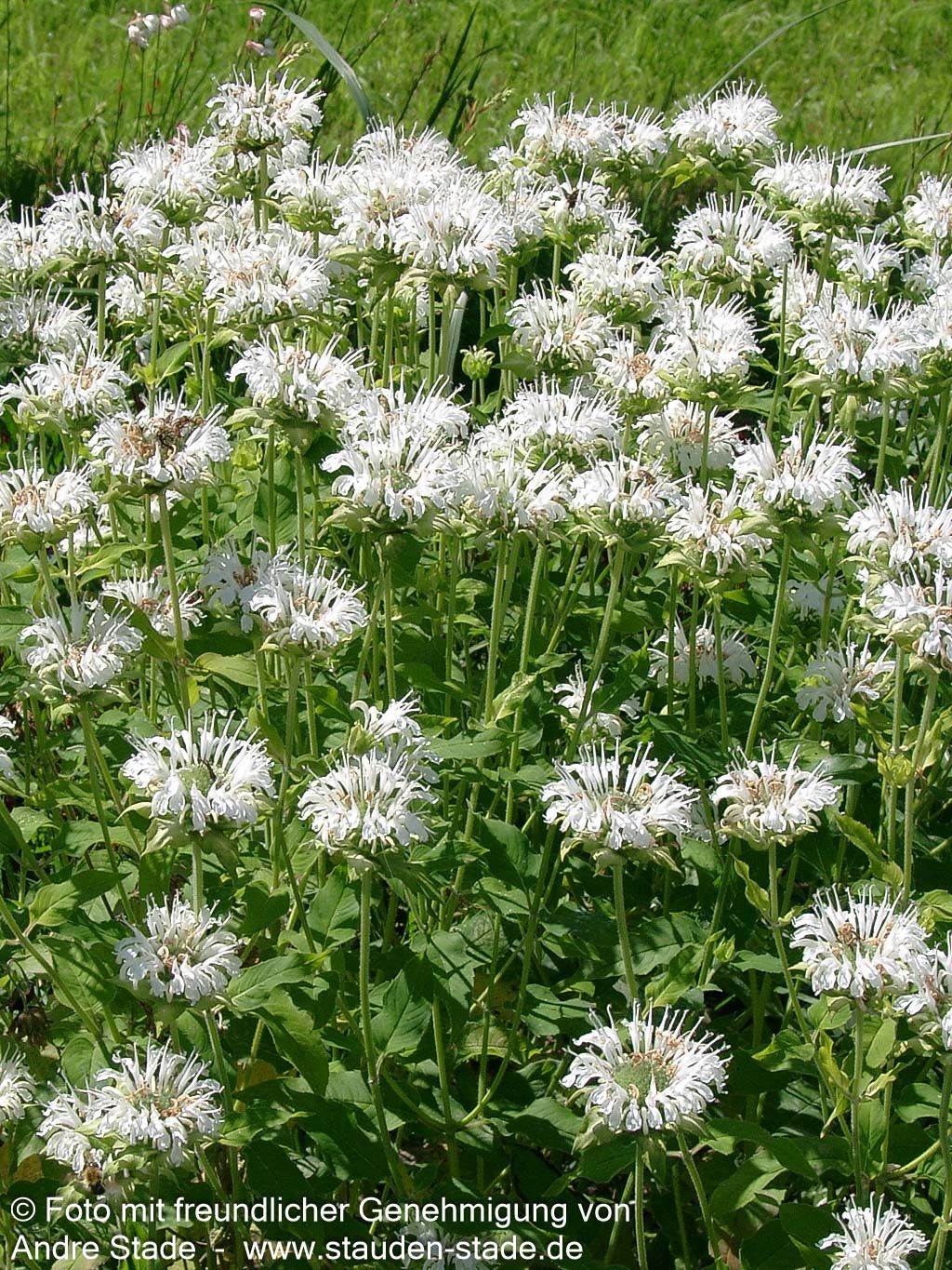 Indianernessel 'Schneewittchen' (Monarda fistulosa)