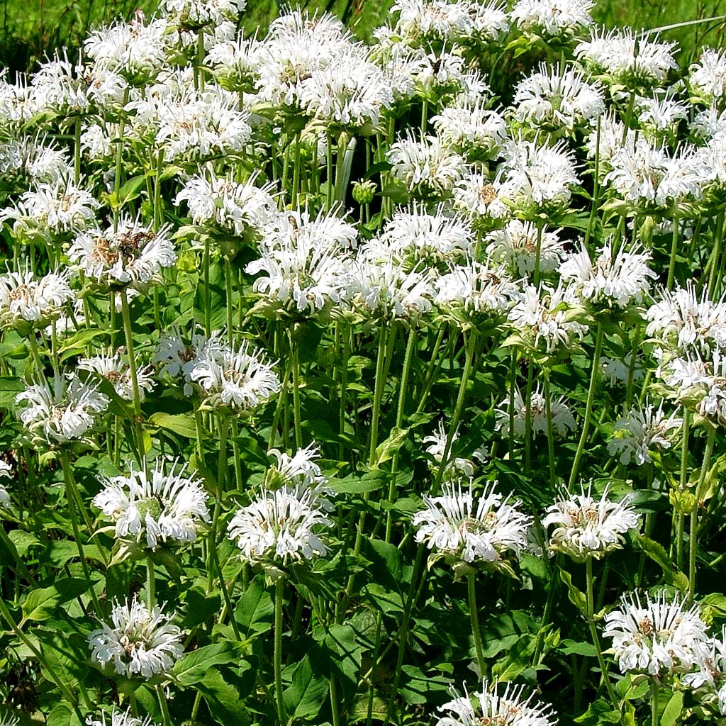 Indianernessel 'Schneewittchen' (Monarda fistulosa)
