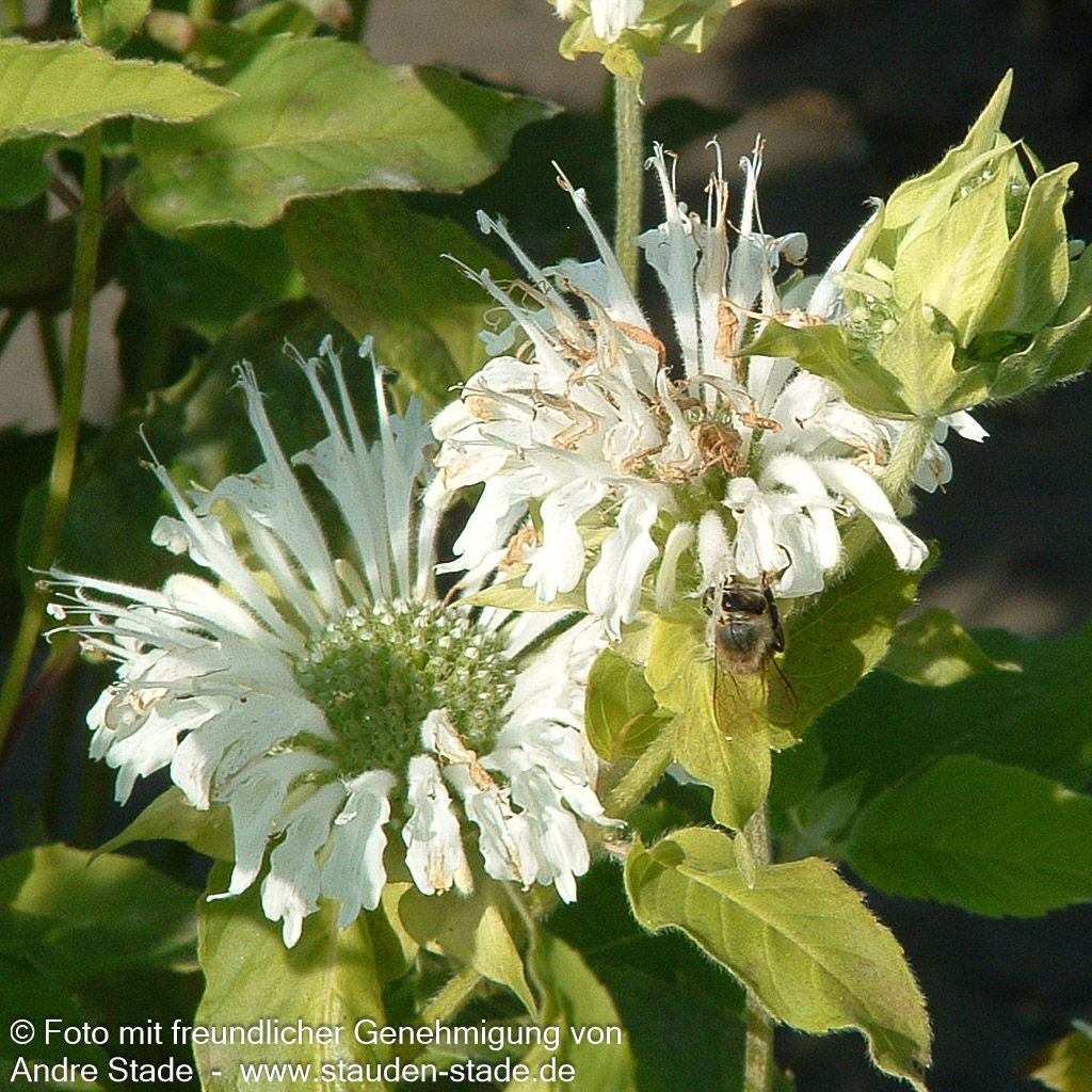 Indianernessel 'Schneewittchen' (Monarda fistulosa)