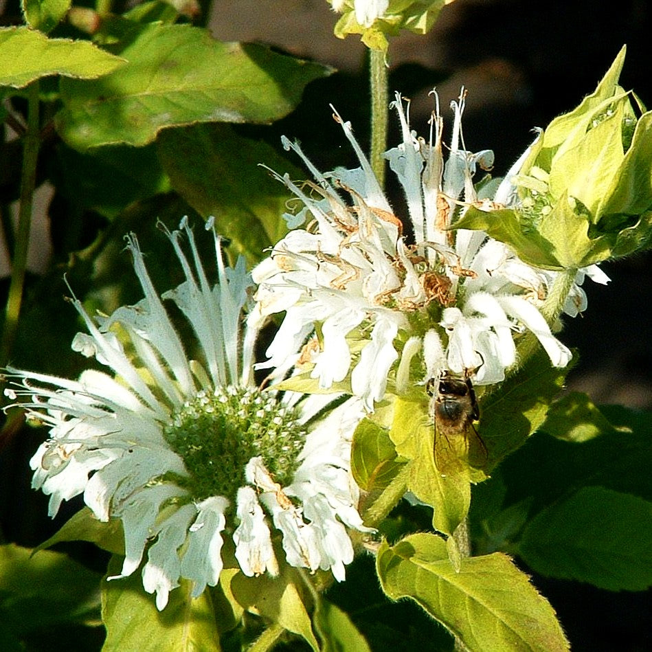 Indianernessel 'Schneewittchen' (Monarda fistulosa)