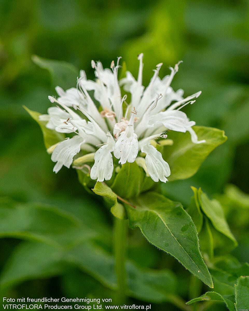 Indianernessel 'Schneewittchen' (Monarda fistulosa)
