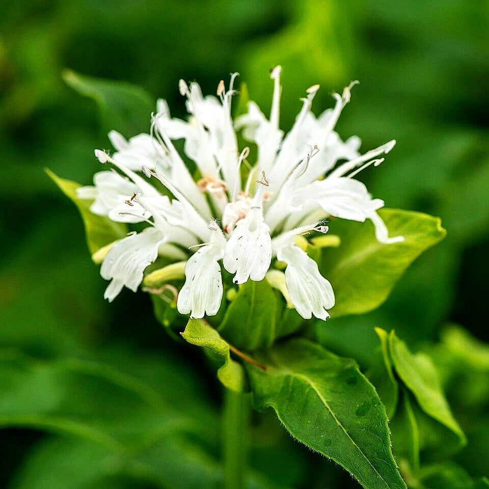 Indianernessel 'Schneewittchen' (Monarda fistulosa)