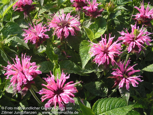 Indianernessel 'Twins' (Monarda fistulosa)