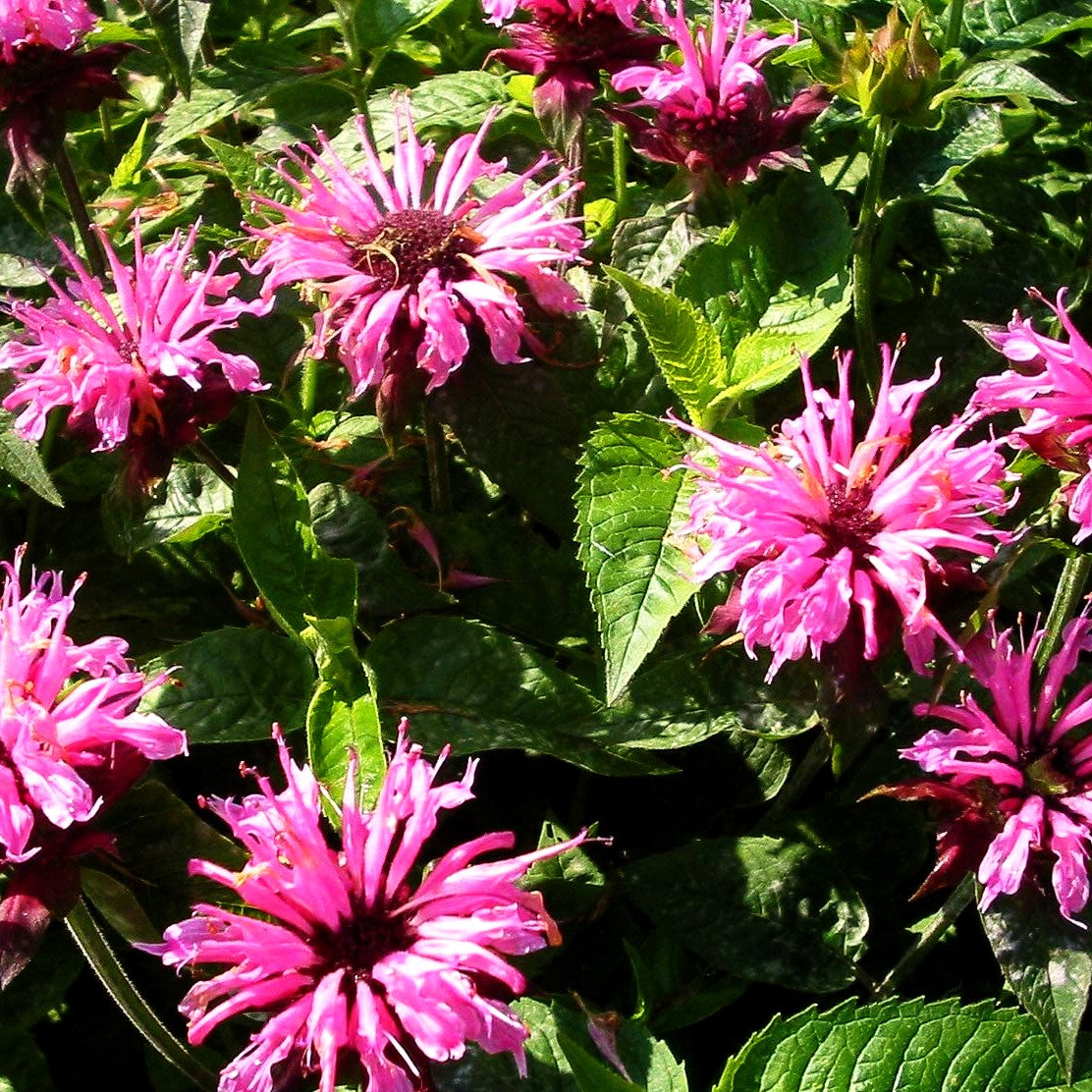 Indianernessel 'Twins' (Monarda fistulosa)
