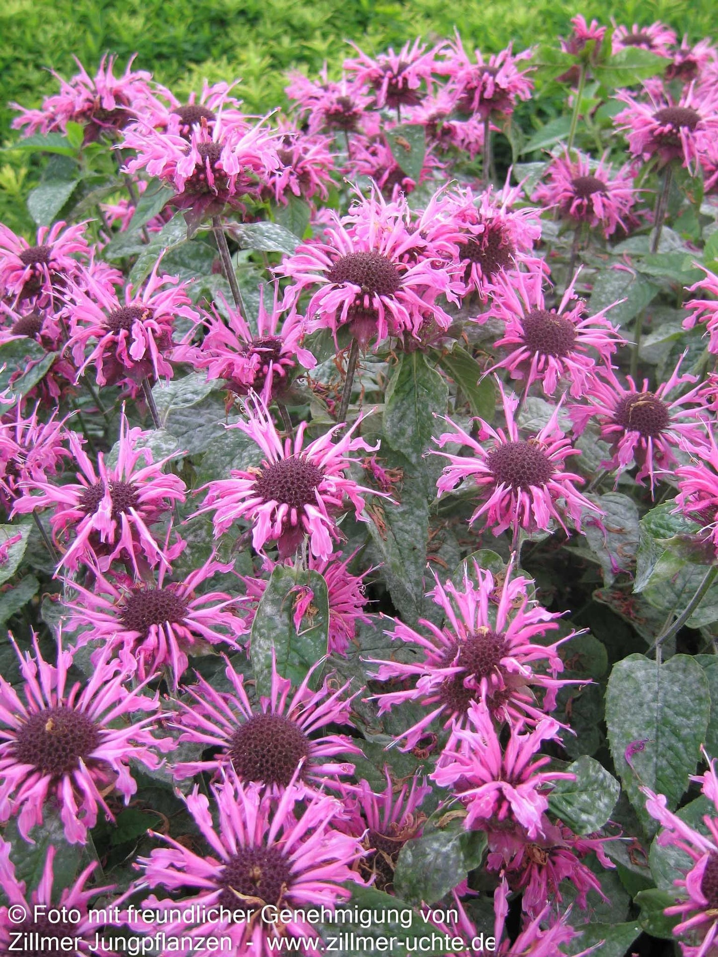 Indianernessel 'Twins' (Monarda fistulosa)