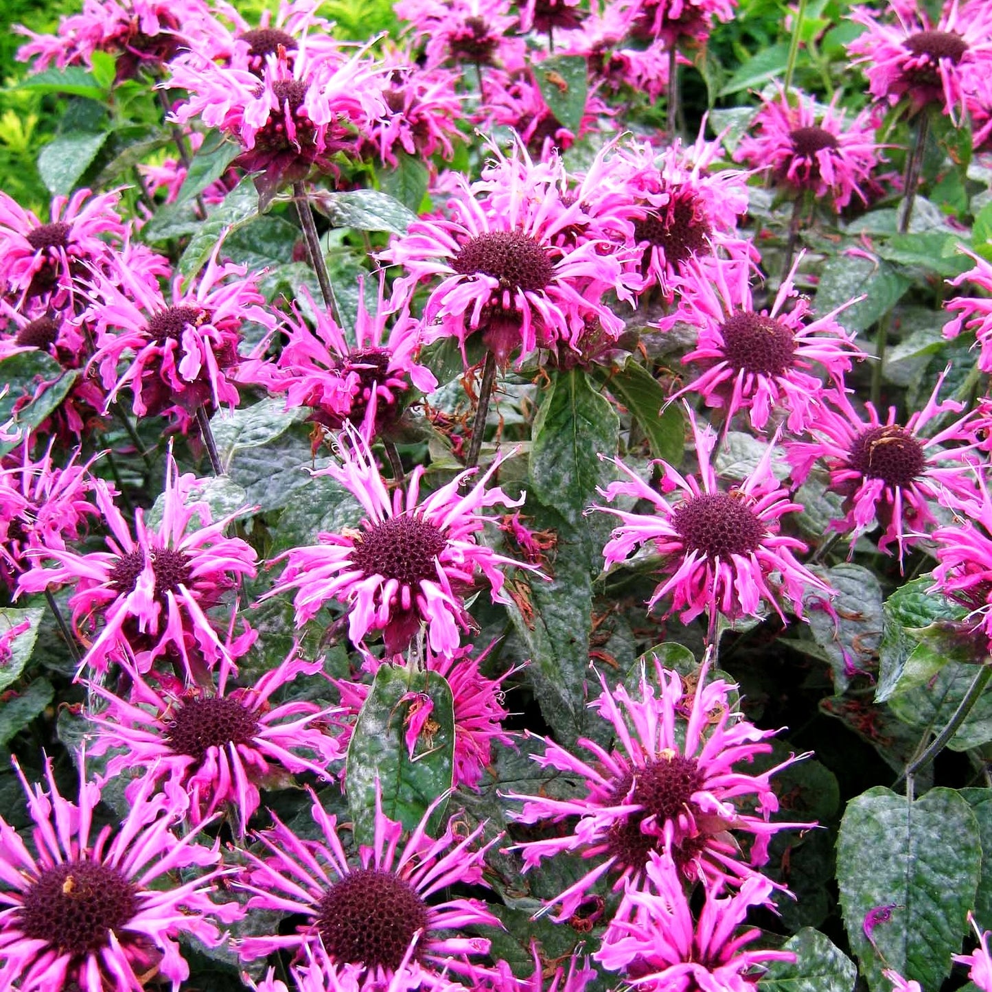 Indianernessel 'Twins' (Monarda fistulosa)