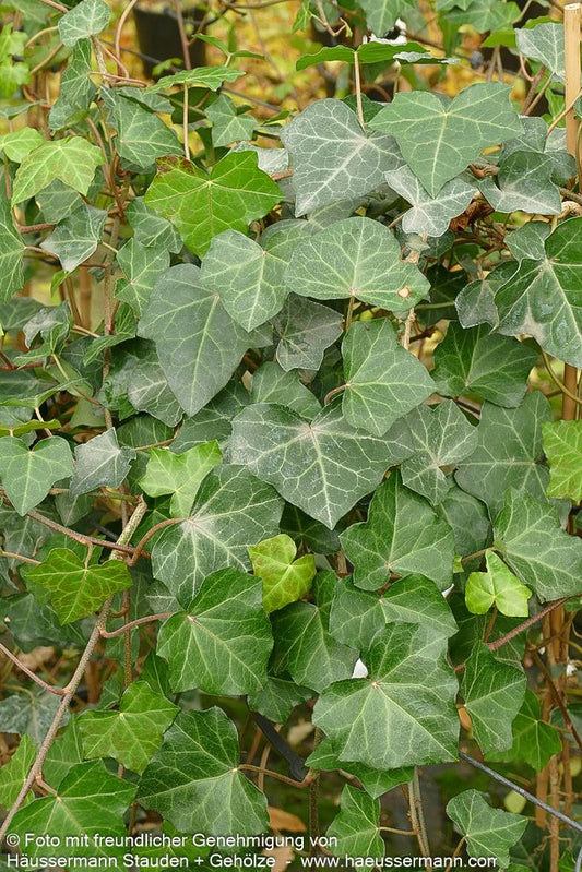 Irischer Efeu (Hedera hibernica)