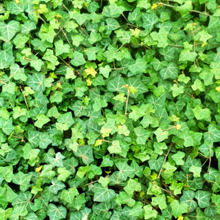 Irischer Efeu (Hedera hibernica)