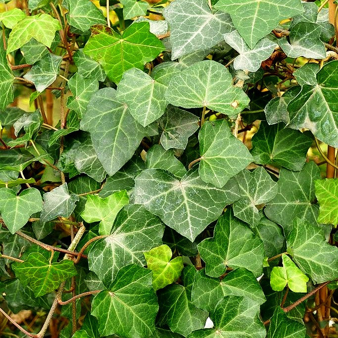 Irischer Efeu (Hedera hibernica)