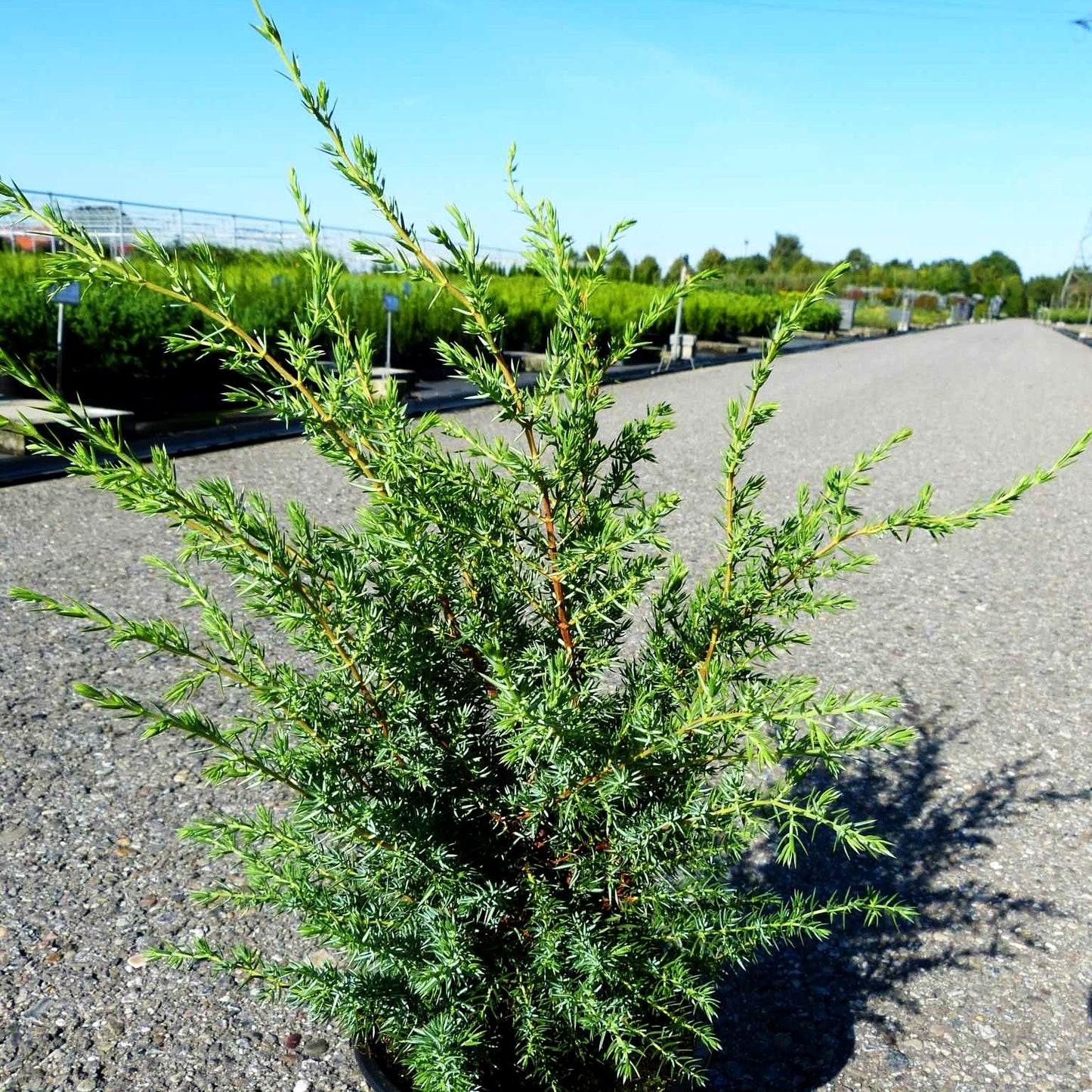 Irischer Säulen-Wacholder 'Hibernica' (Juniperus com.)