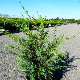 Irischer Säulen-Wacholder 'Hibernica' (Juniperus com.)