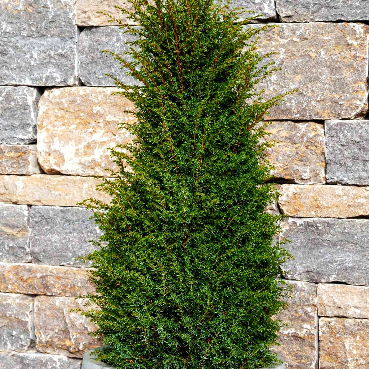 Irischer Säulen-Wacholder 'Hibernica' (Juniperus com.)