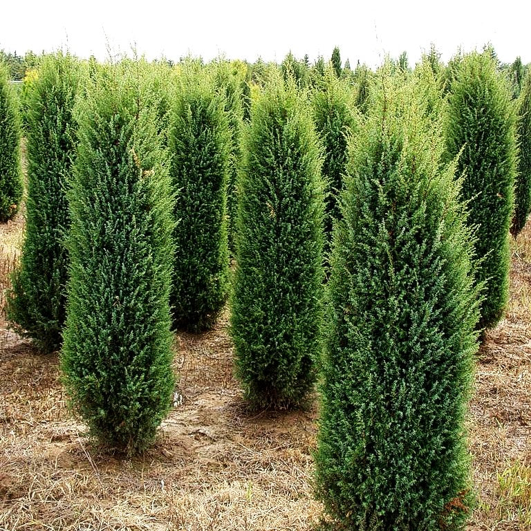 Irischer Säulen-Wacholder 'Hibernica' (Juniperus com.)