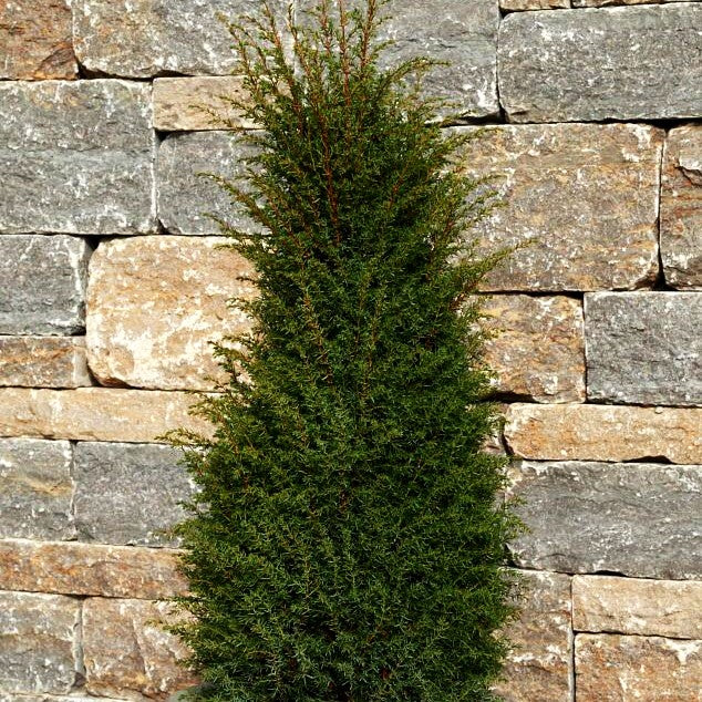 Irischer Säulen-Wacholder 'Hibernica' (Juniperus com.)