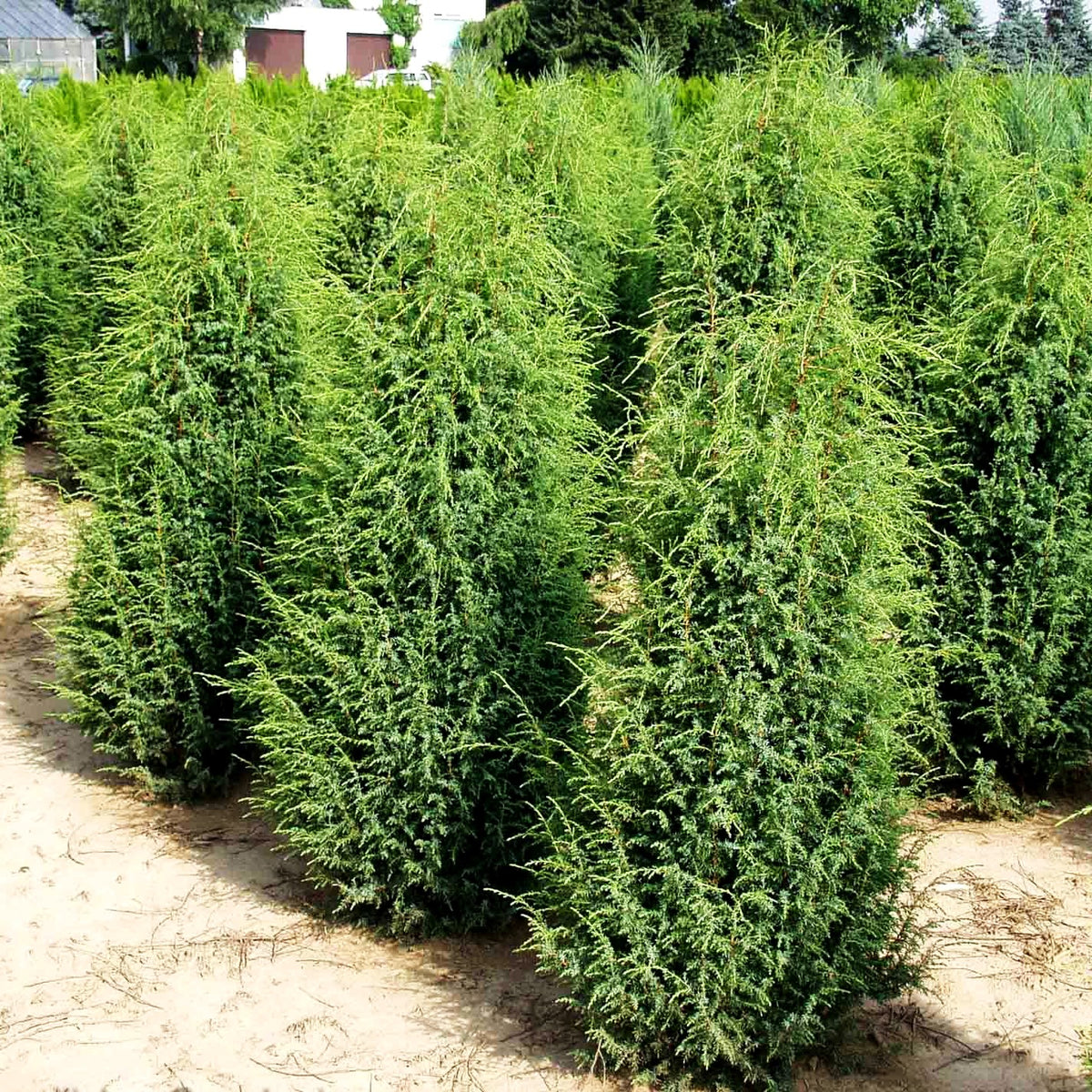 Irischer Säulen-Wacholder 'Hibernica' (Juniperus com.)