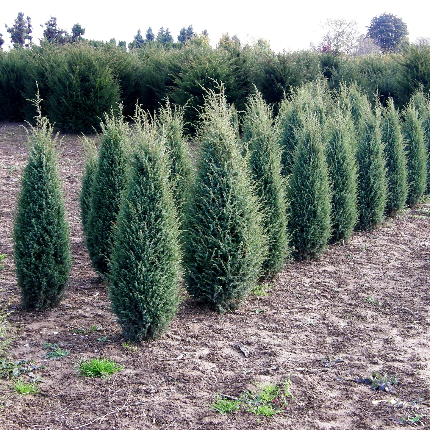 Irischer Säulen-Wacholder 'Hibernica' (Juniperus com.)