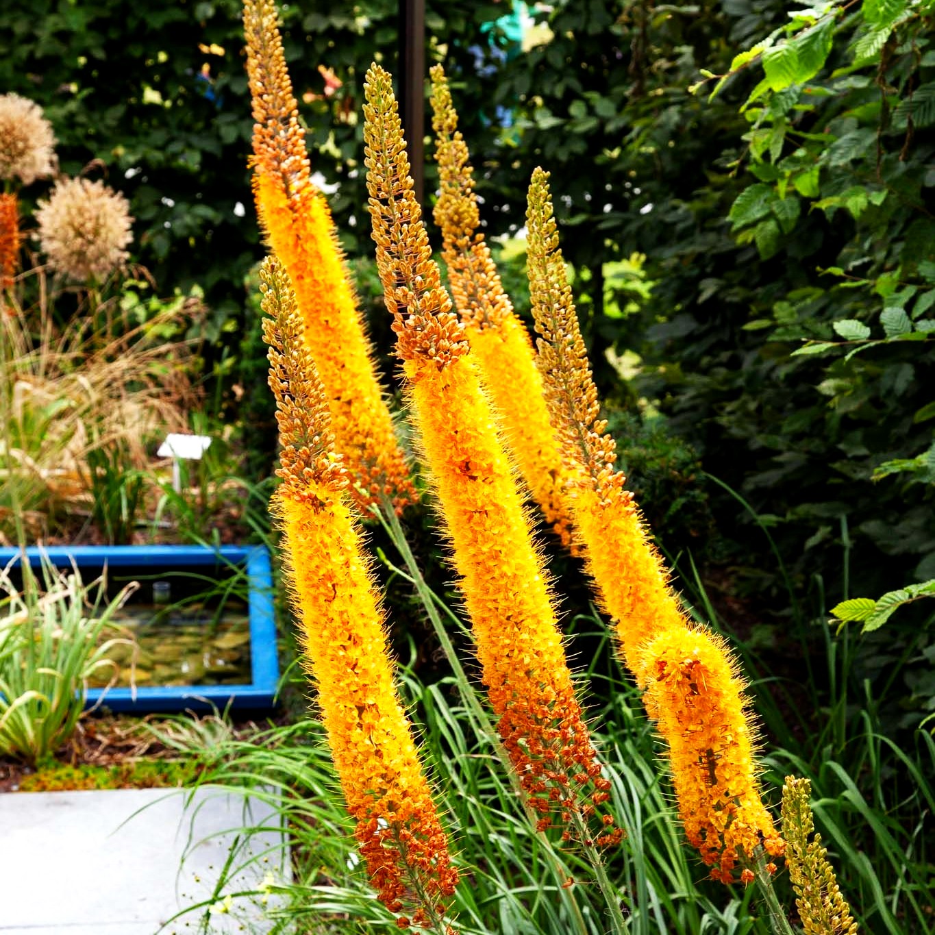 Isabellen-Steppenkerze orange 'Cleopatra' (Eremurus x isabellinus)