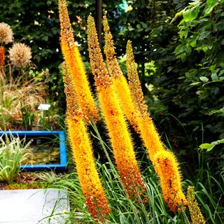 Isabellen-Steppenkerze orange 'Cleopatra' (Eremurus x isabellinus)