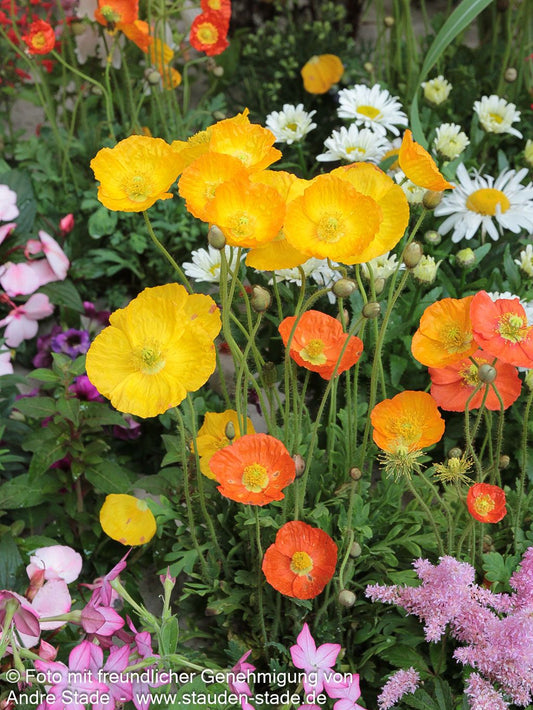 Island-Mohn 'Gartenzwerg' (Papaver nudicaule)