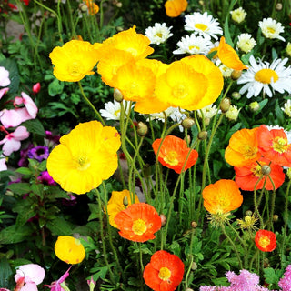 Island-Mohn 'Gartenzwerg' (Papaver nudicaule)