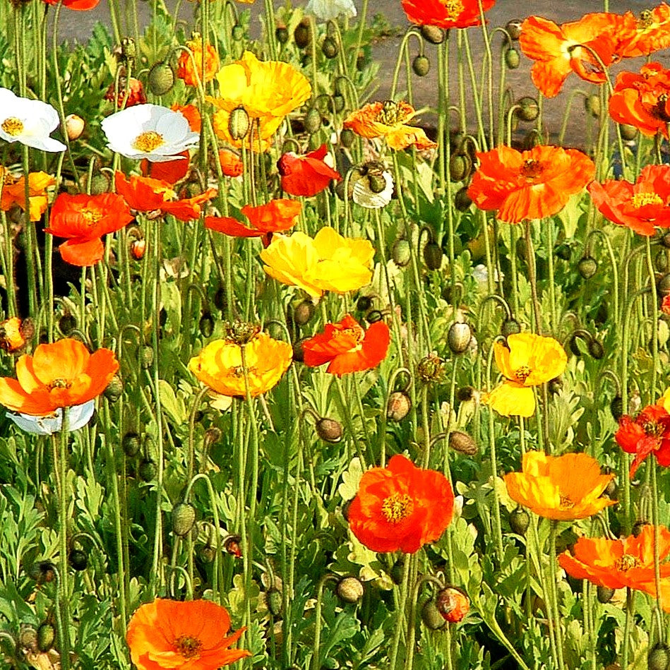 Island-Mohn 'Gartenzwerg' (Papaver nudicaule)