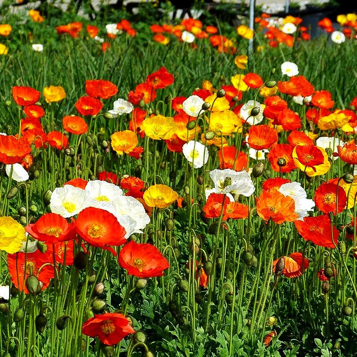 Island-Mohn 'Gartenzwerg' (Papaver nudicaule)