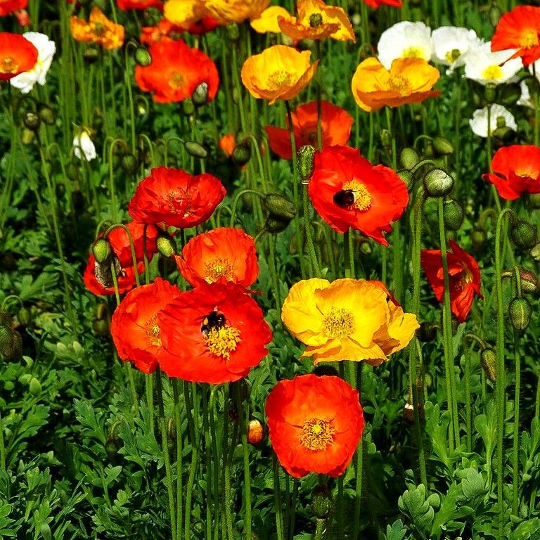 Island-Mohn 'Gartenzwerg' (Papaver nudicaule)