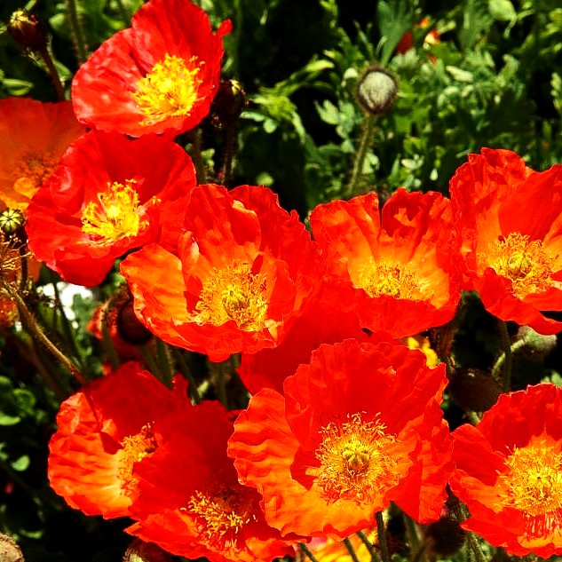 Island-Mohn 'Gartenzwerg' (Papaver nudicaule)
