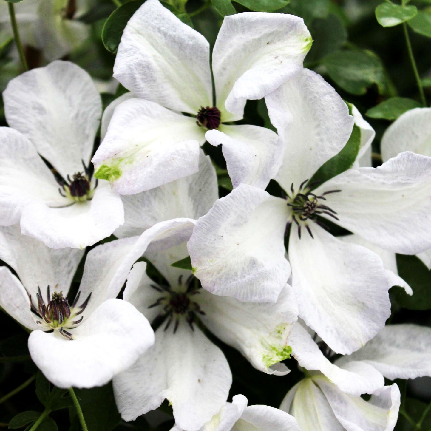 Italienische Waldrebe 'Alba Luxurians' (Clematis viticella)