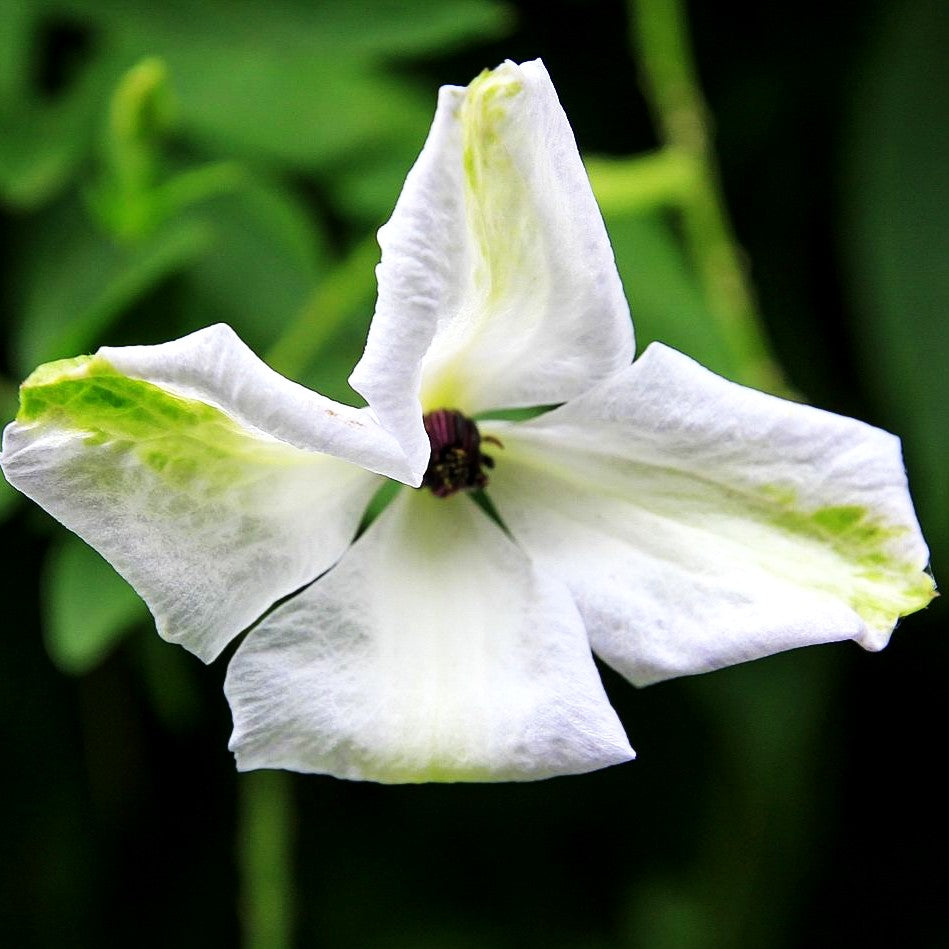 Italienische Waldrebe 'Alba Luxurians' (Clematis viticella)