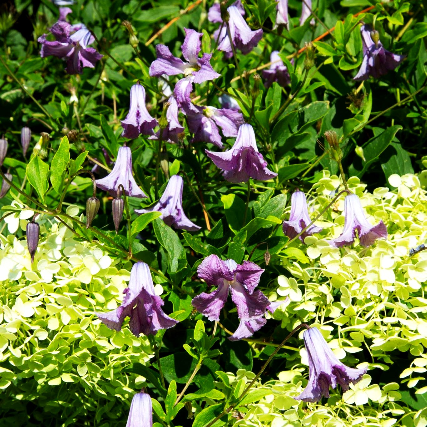 Italienische Waldrebe 'Betty Corning' (Clematis viticella)