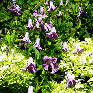 Italienische Waldrebe 'Betty Corning' (Clematis viticella)