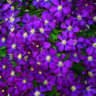 Italienische Waldrebe 'Blue Belle' (Clematis viticella)