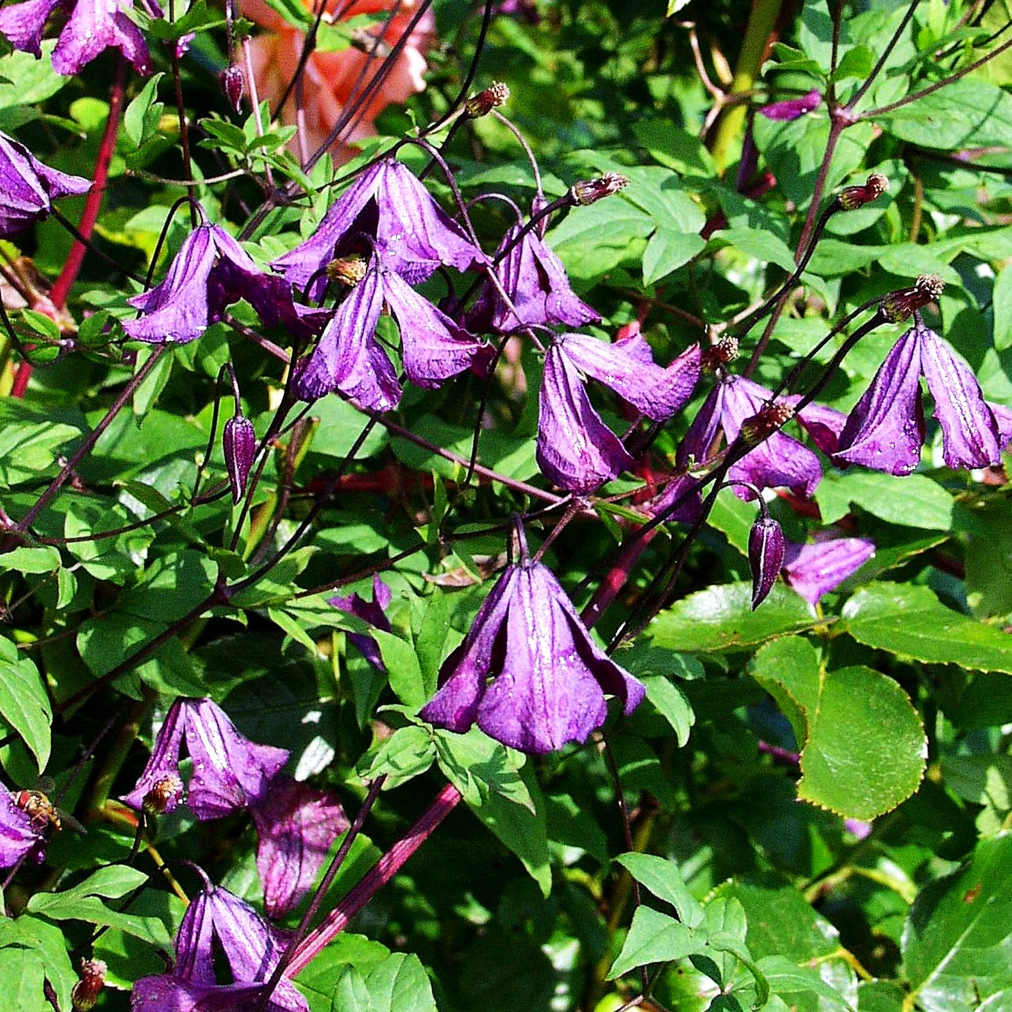 Italienische Waldrebe (Clematis viticella)