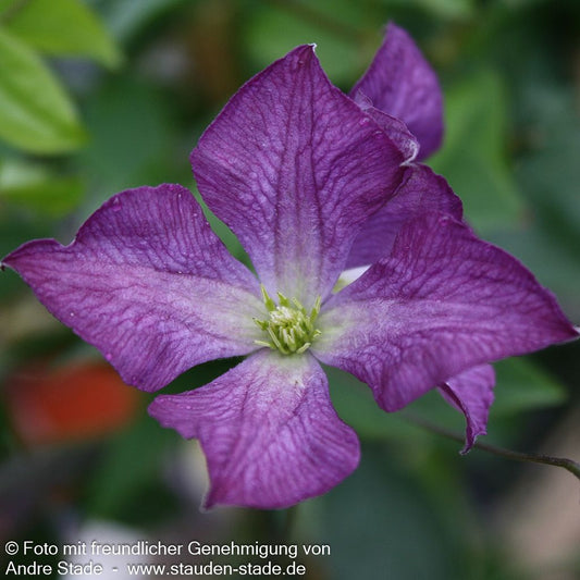 Italienische Waldrebe (Clematis viticella)