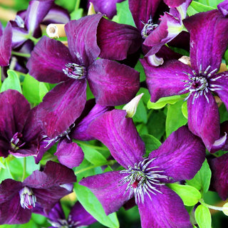 Italienische Waldrebe 'Dark Eyes' (Clematis viticella)