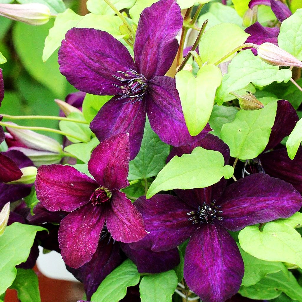 Italienische Waldrebe 'Dark Eyes' (Clematis viticella)