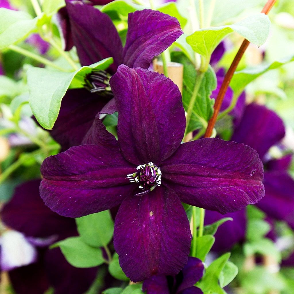 Italienische Waldrebe 'Dark Eyes' (Clematis viticella)