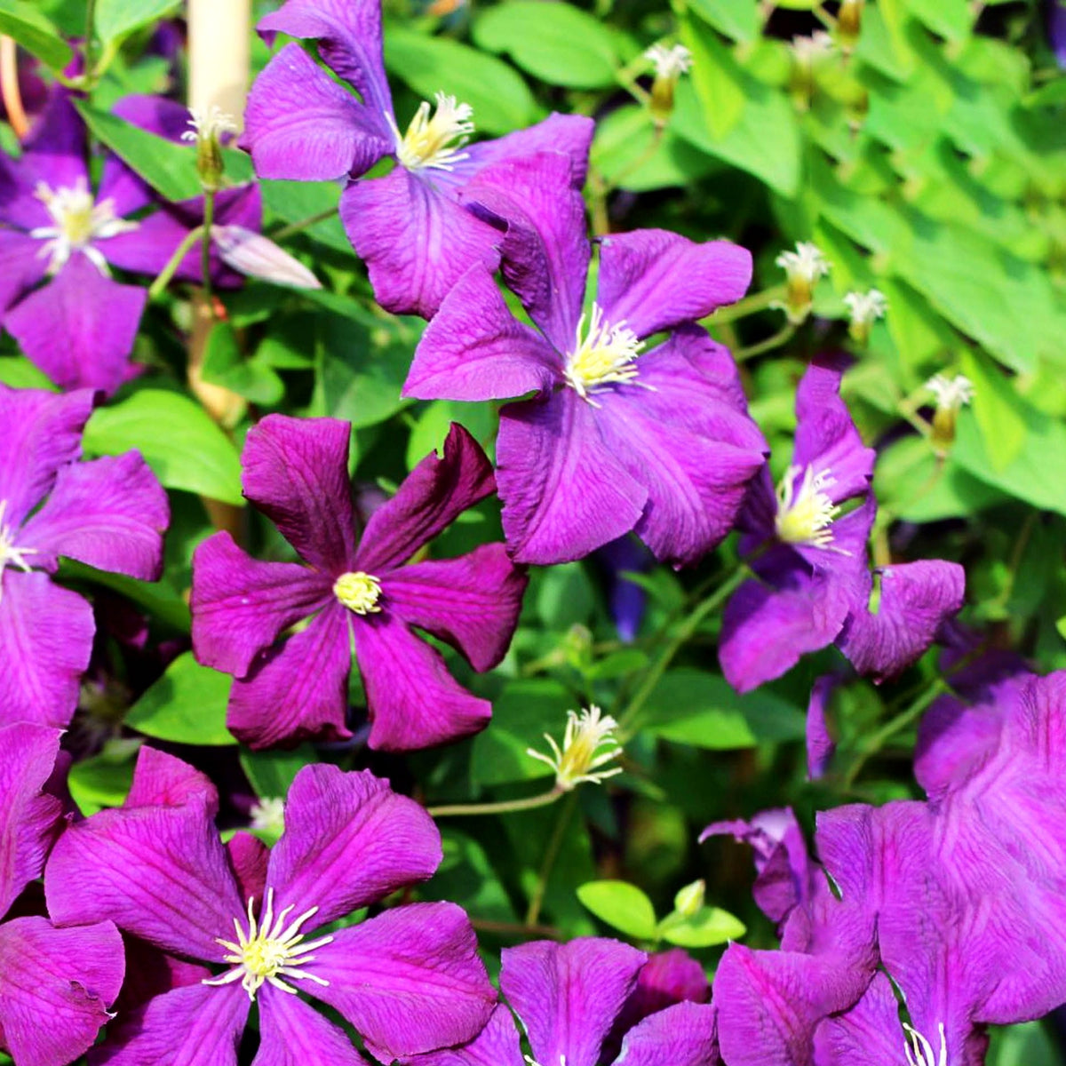 Italienische Waldrebe 'Etoile Violette' (Clematis viticella)