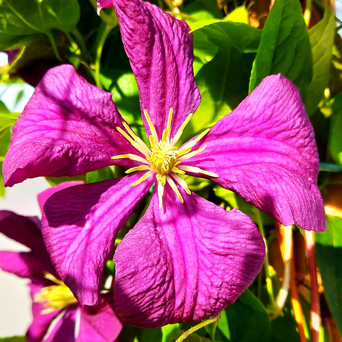 Italienische Waldrebe 'Etoile Violette' (Clematis viticella)