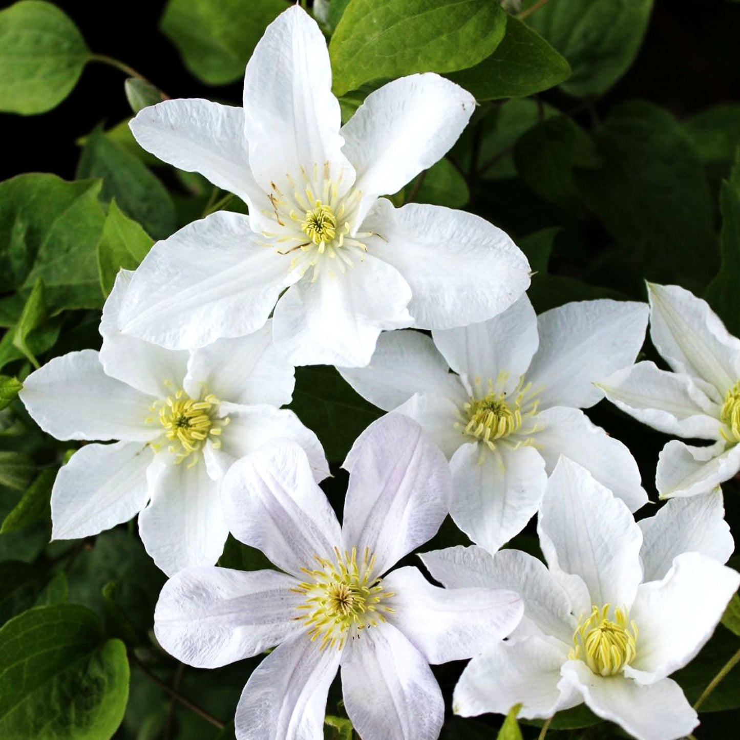 Italienische Waldrebe 'Huldine' (Clematis viticella)